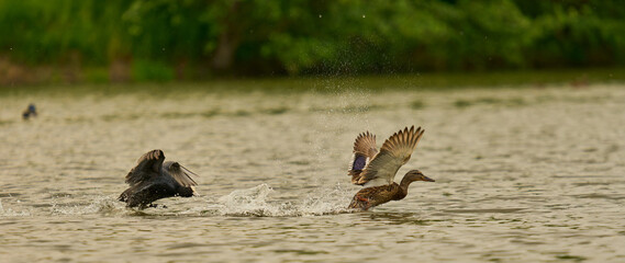 Birds on the lake
