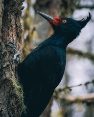 Carpintera Negra en arbol de la Patagonia.