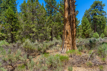 Fototapeta na wymiar Bare pine tree in a forest in Southern California