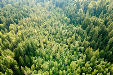 Naklejka na ściany i meble Aerial view of green pine forest with dark spruce trees. Nothern woodland scenery from above