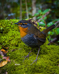 Chucao en bosque verde de la Patagonia.