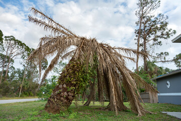 Dry dead palm tree on Florida home backyard