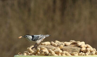 Birds in their natural habitat.