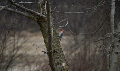 Birds in their natural habitat.