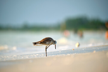 Large-Billed Dowitcher wild sea bird looking for food on seaside in summer