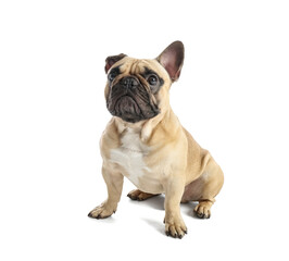 Cute French bulldog on white background