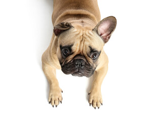Cute French bulldog on white background, closeup