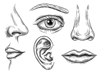 Set of human face parts. Human anatomy organs of smell and taste, hearing and vision. Sketch with eyes, lips and mouth, nose and ear. Linear flat vector collection isolated on white background - obrazy, fototapety, plakaty