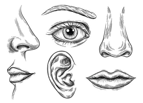 Set of human face parts. Human anatomy organs of smell and taste, hearing and vision. Sketch with eyes, lips and mouth, nose and ear. Linear flat vector collection isolated on white background