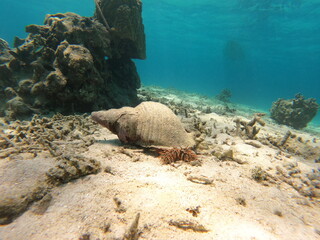 ホラ貝とオニヒトデ