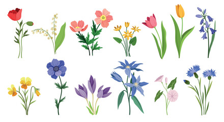 Set of wild flowers and plants. Blooming colorful violets and bluebells, lilies of valley and poppies, tulips and snowdrops. Botany, organic and herb. Cartoon flat vector isolated on white background