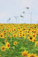 黄色の可愛い十三塚史跡公園のひまわり