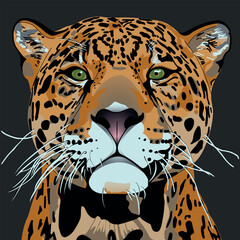 Illustration of a  leopard on dark background, big cat