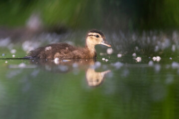 Wood duck baby in summer 