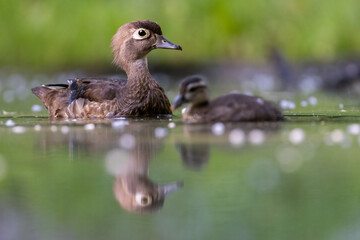 Wood duck mother with babies