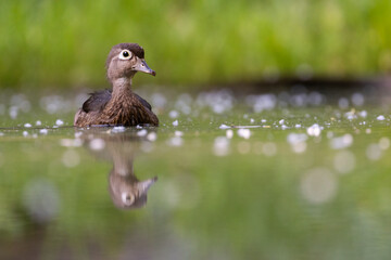 Wood duck mother with babies