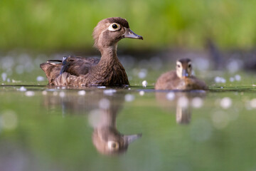 Wood duck mother with babies
