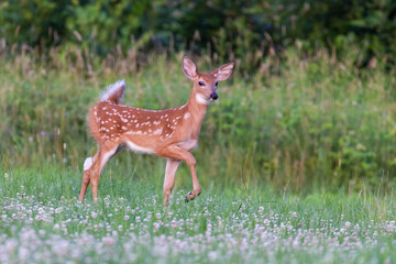 Naklejka na ściany i meble white tailed deer baby in early summer