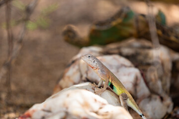 Adult male zebra-tailed lizard, Callisaurus draconoides, perched on a quartz rock in the Sonoran Desert. A medium sized lizard with beautiful and colorful markings. Pima County, Tucson, Arizona, USA.