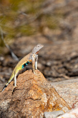 Adult male zebra-tailed lizard, Callisaurus draconoides, perched on a quartz rock in the Sonoran Desert. A medium sized lizard with beautiful and colorful markings. Pima County, Tucson, Arizona, USA.