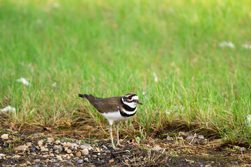 Bird Killdeer is standing in green grass near the road in summer.