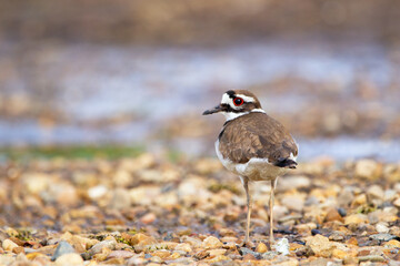 Killdeer standing on pebbles near water, back view.