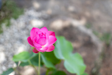 Close-up natural background view of colorful flowers (lotus) in sunlight and naturally wilted leaves.