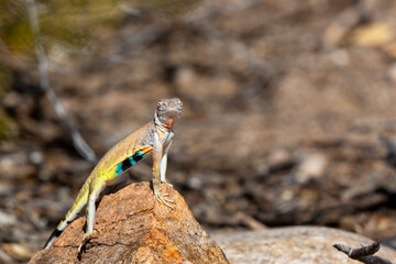Adult male zebra-tailed lizard, Callisaurus draconoides, perched on a quartz rock in the Sonoran Desert. A medium sized lizard with beautiful and colorful markings. Pima County, Tucson, Arizona, USA.