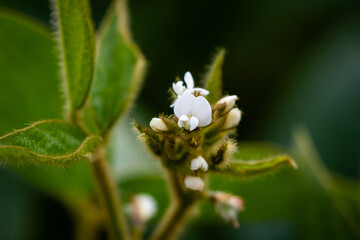 White soybean flower