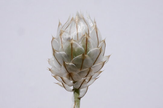 Love's Delight Unveiled: The Mesmerizing Beauty of Cupidone Flowers