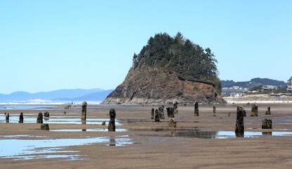 Along the Oregon Coast: Neskowin Ghost Forest on Newskowin Beach - remains of ancient sitka spruce trees sunk under the water after an earthquake 2000 years ago. - obrazy, fototapety, plakaty