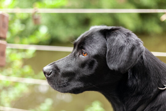 Portrait of a black Labrador retriever dog looking at the camera