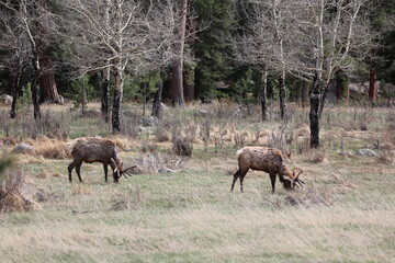 elk