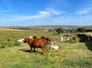 Rural scene, with cows, calves, a tractor, undulating fields, and distant hills near, Slack Lane, Linfitts, Oldham, UK