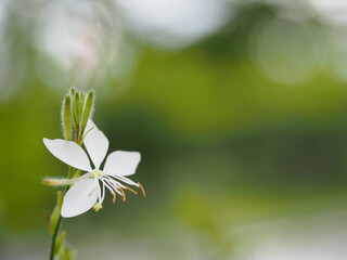 白い花　ガウラ