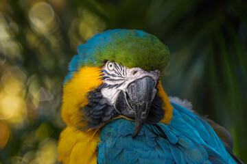 2021-02-07 GREEN BLUE AND YELLOW MCCAW WITH A BEAUTIFUL EYE STARING INTO THE CAMERA WITH A BLURRED JUNGLE BACKGROUND