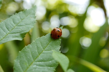 Nature's Delight: Captivating Ladybird Photography Showcasing Nature's Beauty