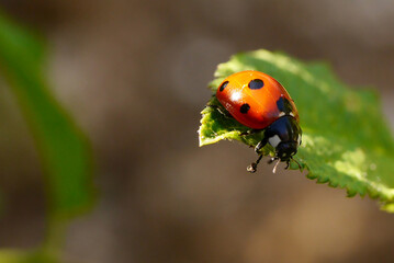 Nature's Delight: Captivating Ladybird Photography Showcasing Nature's Beauty