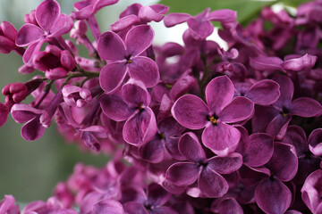 Closeup view of beautiful lilac flowers on blurred background