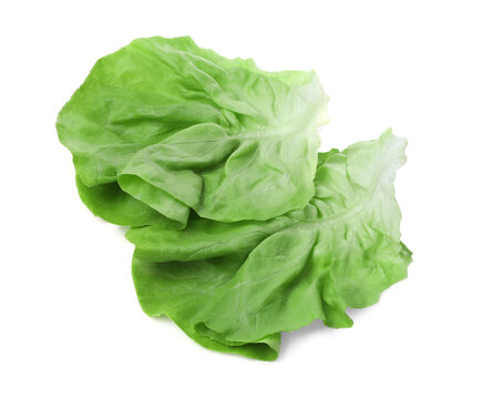 Fresh leaves of green butter lettuce isolated on white, top view