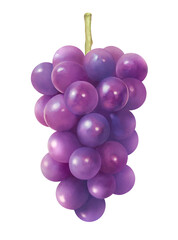 ジューシーな紫のブドウの水彩イラスト_新鮮で甘い季節のフルーツの背景素材