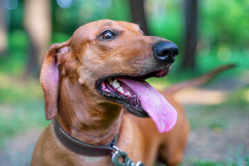 Red dachshund for walks funny stuck out his tongue from heat, physical activity Summer walks with...
