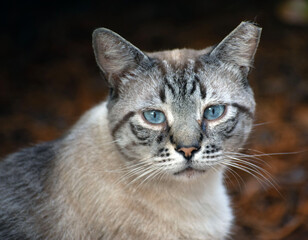Fototapeta na wymiar Portrait of a stay gray and white cat with blue eyes.