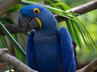 Side portrait of a blue and yellow parrot.