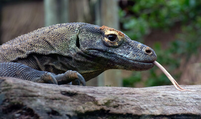 A Komodo dragon sticks its tongue on a log.