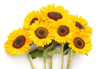 Beautiful sunflowers on white background