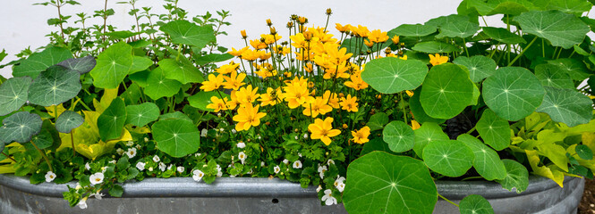 Yellow flowers blooming in between the green leaves of nasturtium plants in a stainless-steel planter in front of a white wall
 - Powered by Adobe