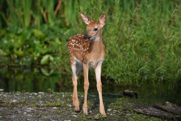 Naklejka na ściany i meble A cute baby white tailed deer fawn explores a marsh during a recent heat wave