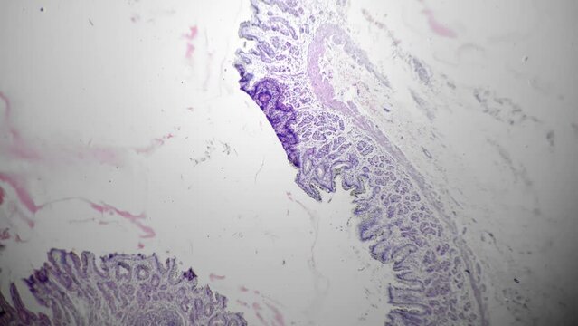 Smooth muscle of human being in longitudinal section filmed under microscope 40x on bright field. Isolated macro view of cells layers. Studying anatomy in biological lab with professional equipment