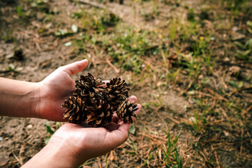 Pine cones in your hands, a place for design. 